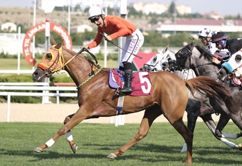 TJK At Yarışı Oyna - Bahis Yap -