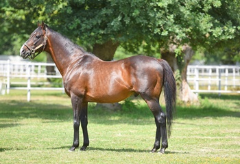 Our successful stallion Authorized has been sold to Capital Stud in Ireland