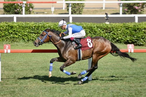 Meni eshakka soling, men fohishaman (video)