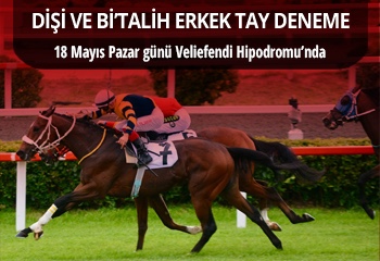 70. Dişi Tay Deneme ve Bi’Talih Erkek Tay Deneme Koşuları Pazar günü Veliefendi'de