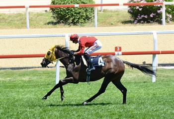 Korean Racing Authority Koşusu'nda kazanan Rock Of Beautiful
