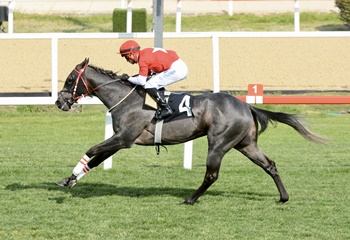 Malayan Racing Association Koşusu'nda kazanan Bold Lion oldu