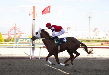 Antalya Emniyet Müdürlüğü Koşusu'nu kazanan Address oldu