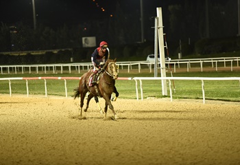 Osman Kapani Koşusu'nda kazanan Fleximan oldu