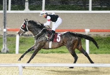 Mustafa Alver Koşusu'nu Hope Breeze kazandı